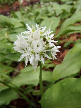Vahşi sarımsak (Allium ursinum)