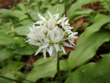 Vahşi sarımsak (Allium ursinum)