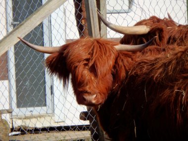 Highland inek, boğa,