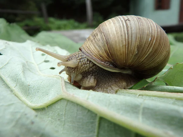 Lumaca con casa — Foto Stock