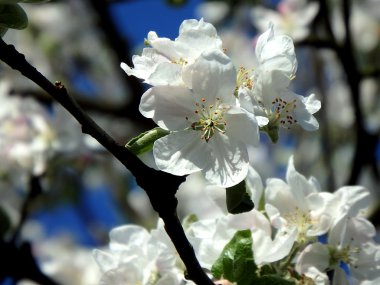 elma çiçeği, beyaz elma çiçeği bahar