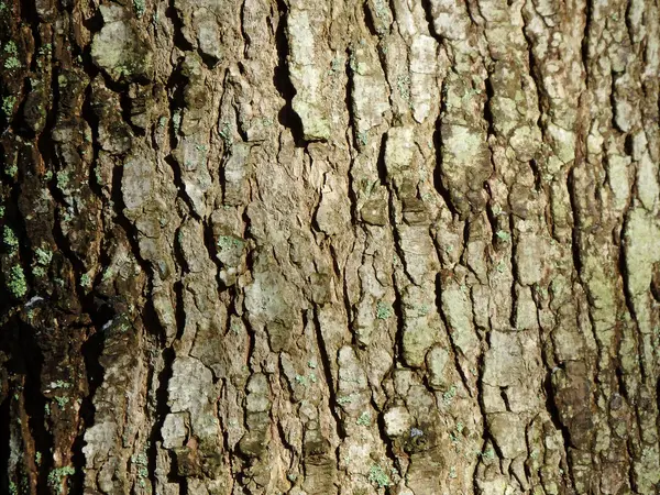 モミの樹皮、モミ、ヨーロッパモミ — ストック写真