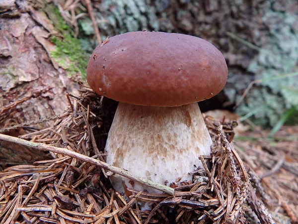 Bronskleurig, paddenstoelen in het bos — Stockfoto