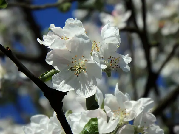 Apple blossom, white apple blossom in spring — Stock Photo, Image