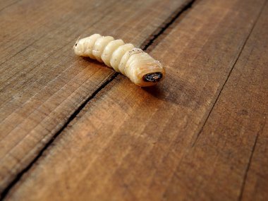 Beyaz larva, böcek larvaları