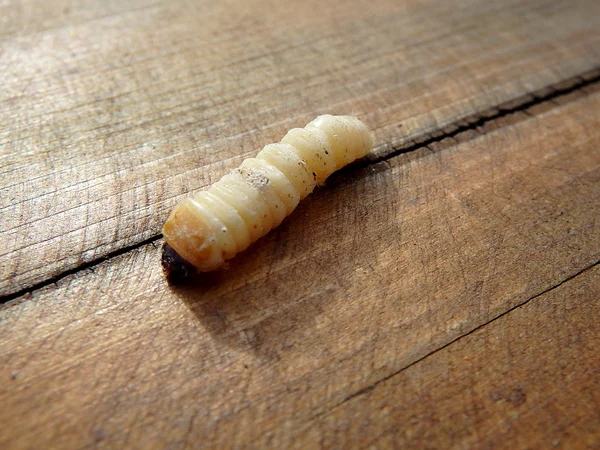 白色的幼虫，幼虫甲虫 — 图库照片