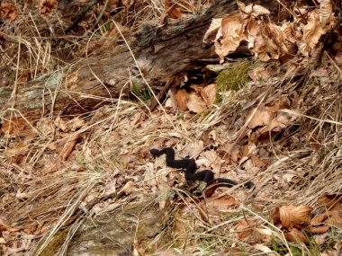 viper, Vipera berus