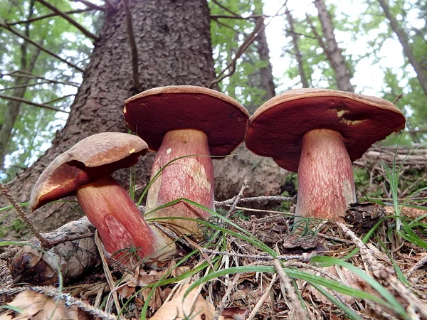 牛肝菌、 金针菇、 蘑菇在森林里 — 图库照片