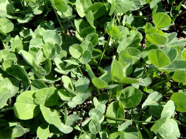 Yeşil yonca arka plan