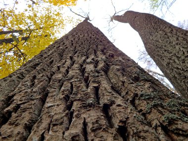 Dişbudak, ağaç kabuğu