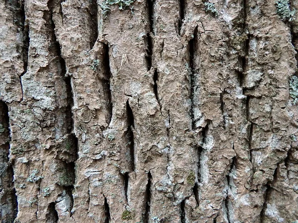 灰の木、樹皮 — ストック写真