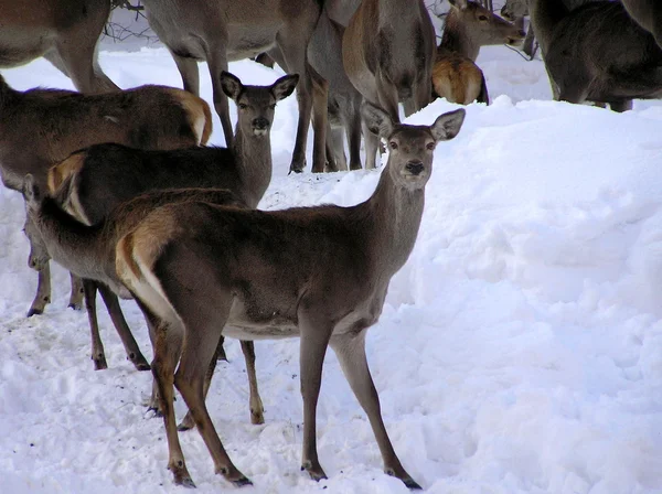 冬の鹿、鹿, — ストック写真