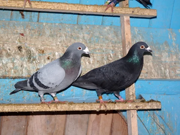 Güvercin, posta güvercini — Stok fotoğraf