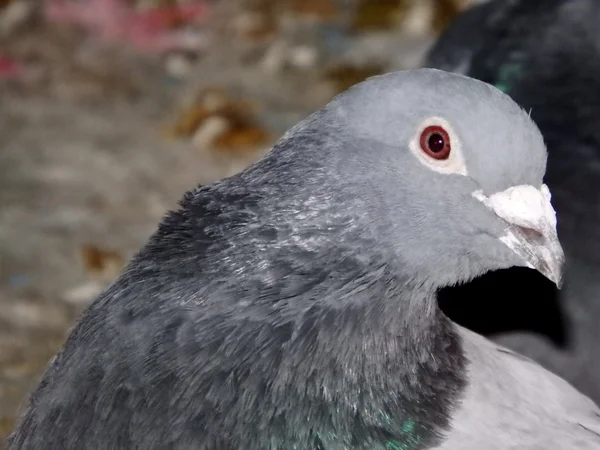 Pigeon, pigeon porteur — Photo