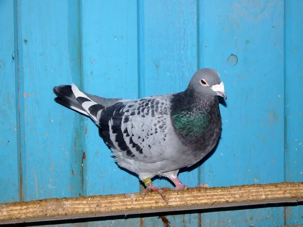 Pigeon,, pigeon voyageur, pigeon voyageur , — Photo