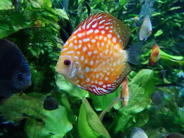 Discus ryby, barevné tropické discus ryby , — Stock fotografie