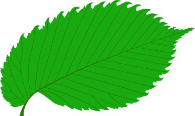 Karaağaç, elm yaprak, 