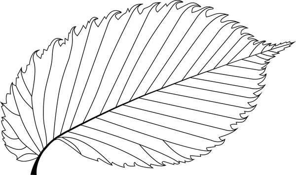 Elm, elm leaf, — Stock Vector