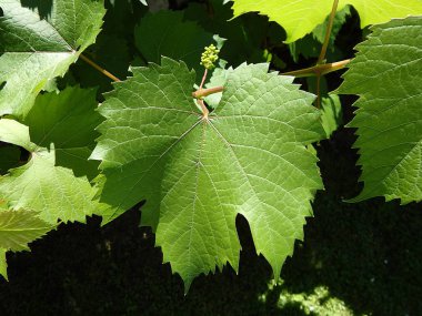 grape-vine, vine