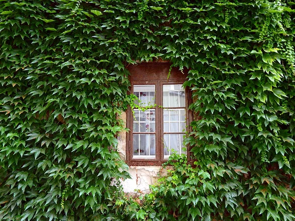 Fenster und Reben, Weinblätter — Stockfoto