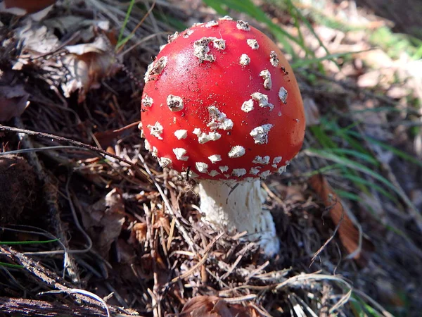 Paddestoel, paddestoelen in het bos — Stockfoto