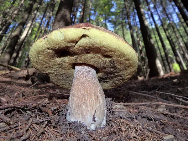 Болець, гриб у лісі — стокове фото