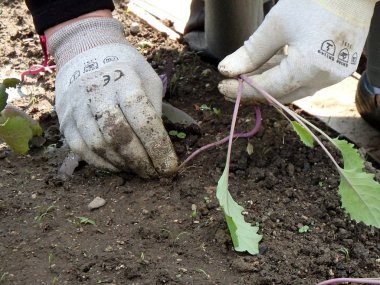 Bahçeye çiçek ekiyorum.