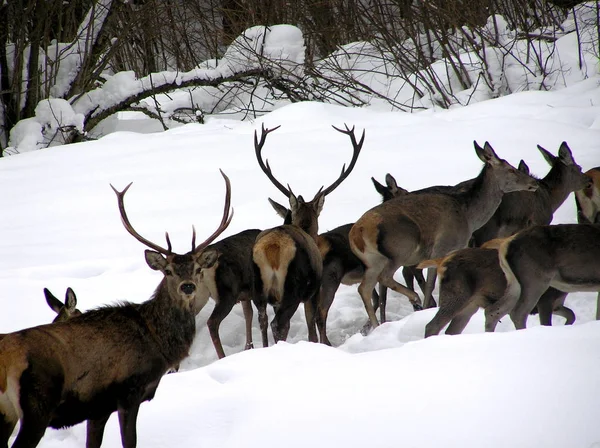 冬の鹿、鹿, — ストック写真