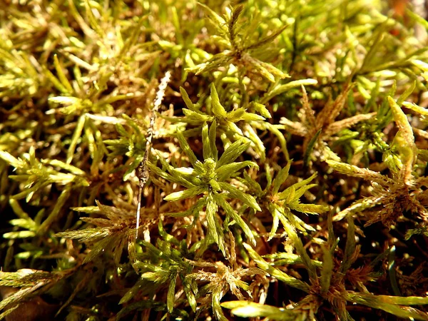 Moss fundo verde , — Fotografia de Stock