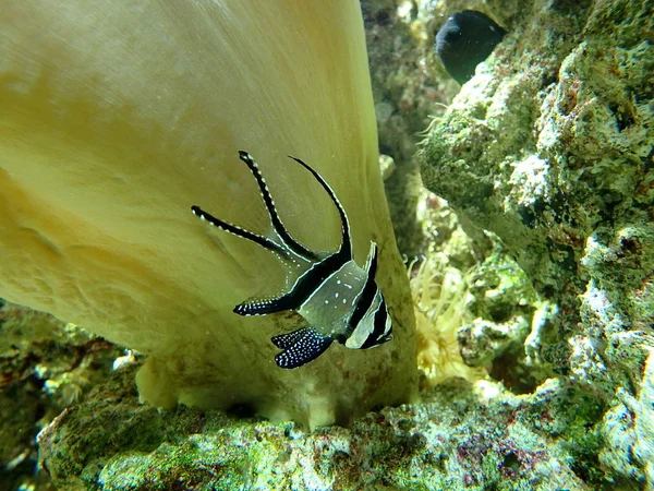 Banggai cardinal fish aquarium marine fish — Stock Photo, Image