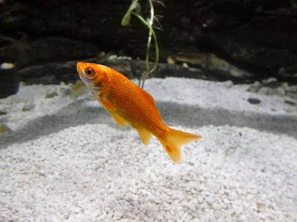 Poisson doré, poisson rouge flottant — Photo