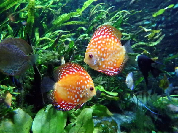Poissons de discus, poissons de discus tropicaux colorés  , — Photo