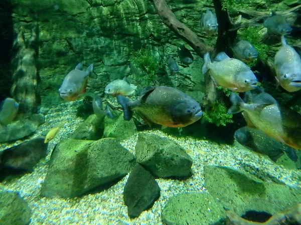 Piranha, poisson piranha tropical  , — Photo