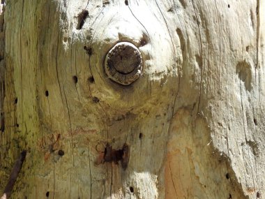 arka plan ağaç gövdesi