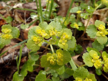 Chrysosplenium alternifolium, çiçek