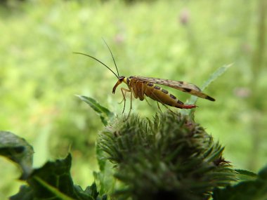 yeşil bir arka plan üzerinde böcek