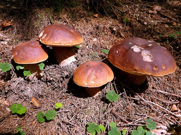 Boletus, hongo en el bosque —  Fotos de Stock