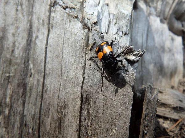 Mengubur kumbang, bangkai kumbang, (Necrophorus vespillo ) — Stok Foto