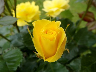 gül çiçek, gül, eglantine, köpek-gül ,