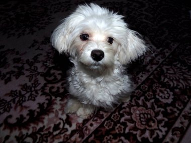 Malta köpek, Tüylü dogâ €™ s baş,
