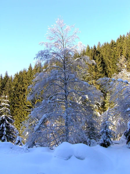 Ontano, Alnus incana — Foto Stock