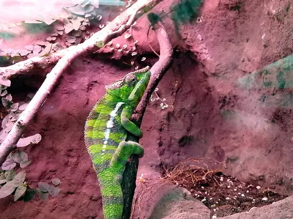 Chameleon, chameleon egy ág, — Stock Fotó