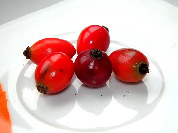 Rosa canina, sfondo — Foto Stock