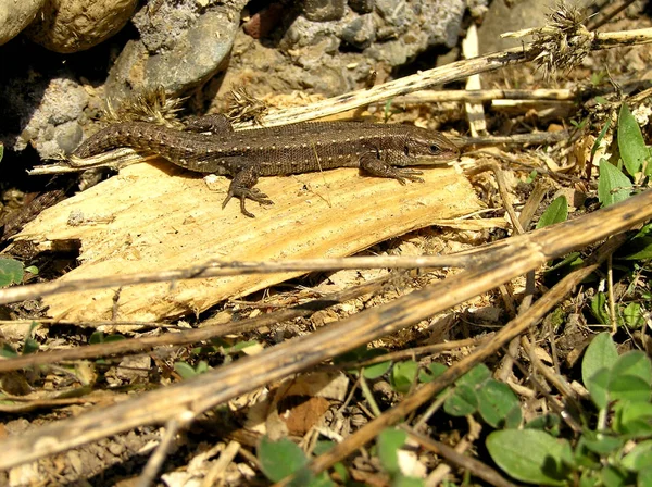 Ještěrka ještěrku, hnědá , — Stock fotografie