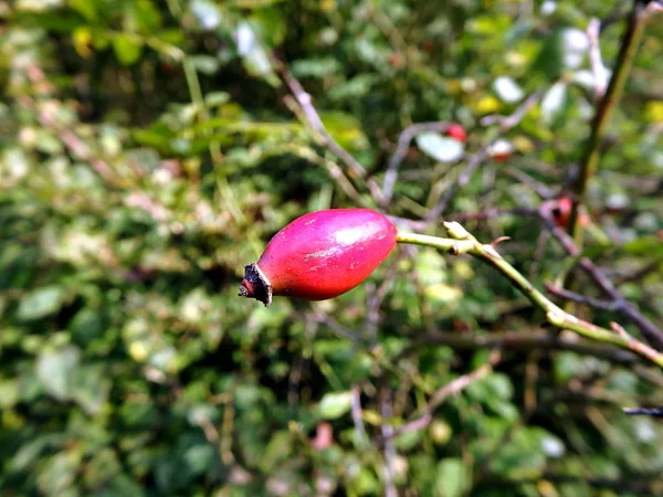 Rose Hips, background rose hips, — Stock Photo, Image