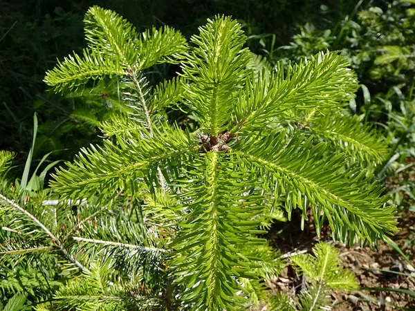 Rameau de sapin fond vert — Photo