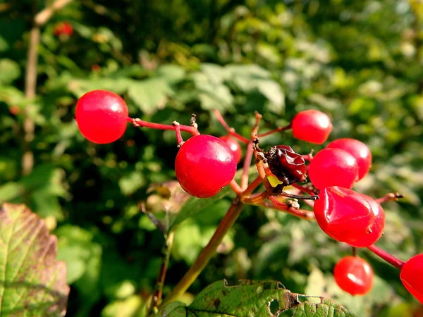Trauben roter Viburnum-Beeren auf einem Zweig, — Stockfoto