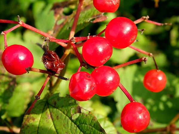 Mazzi di bacche di viburno rosso su un ramo , — Foto Stock