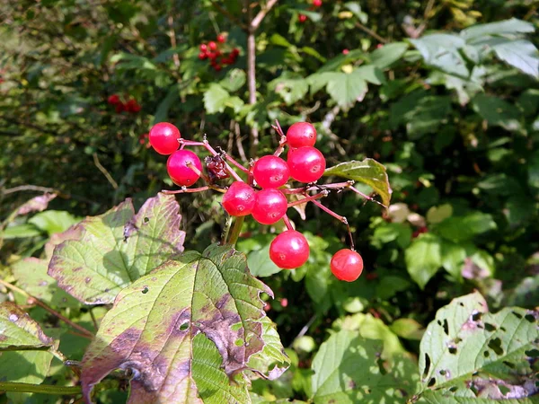 Mazzi di bacche di viburno rosso su un ramo , — Foto Stock