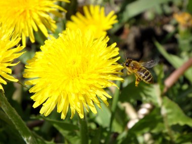 Kara hindiba ve arı